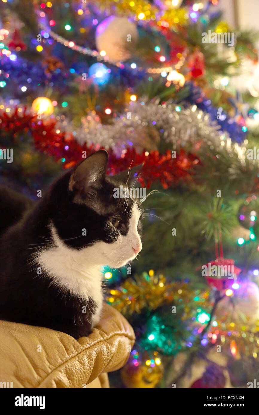 Un chat adulte noir et blanc est assis sur un canapé en face d'un arbre de pin de noël décoré avec des lumières et des bulles Banque D'Images