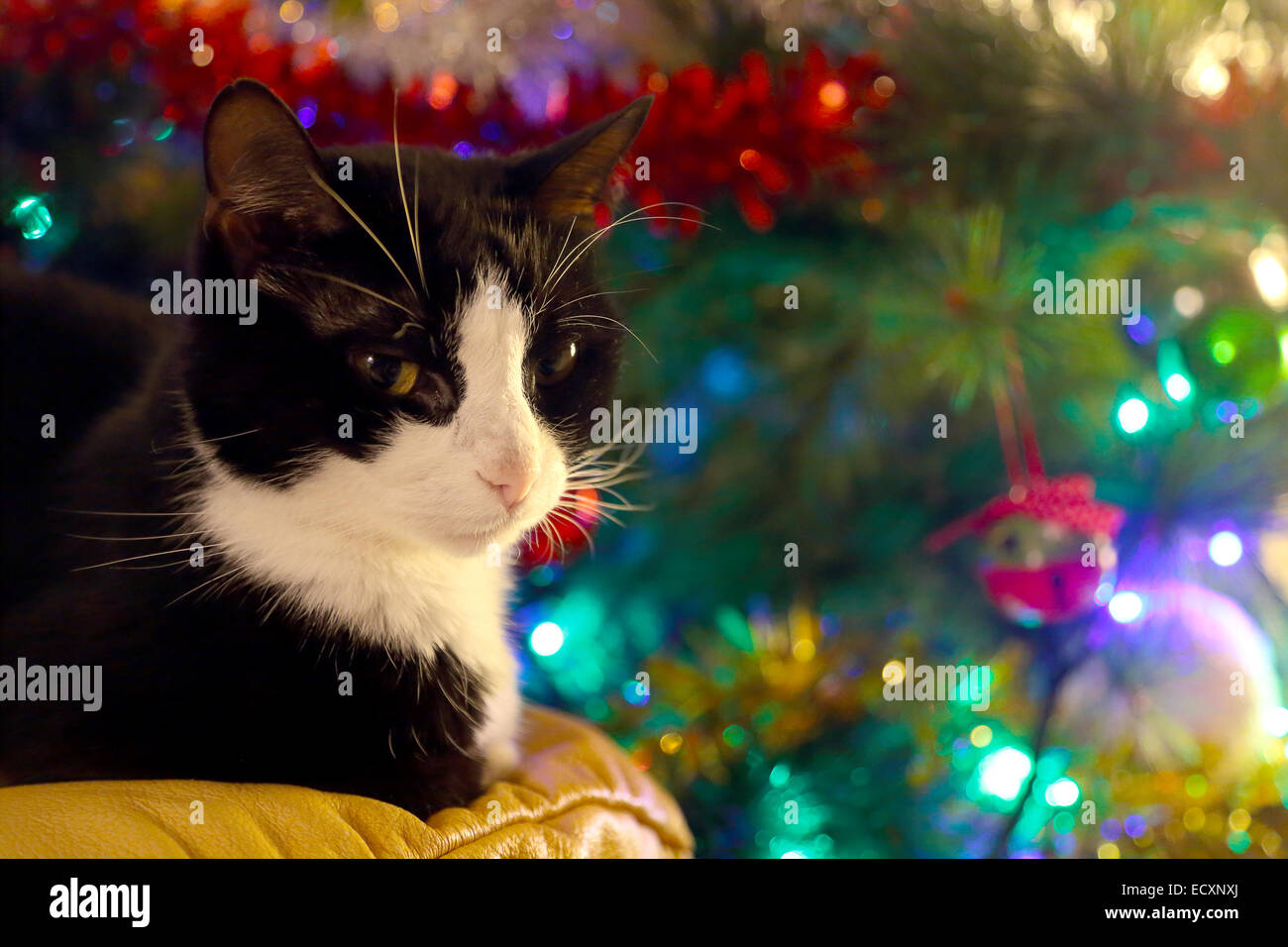 Un chat adulte noir et blanc est assis sur un canapé en face d'un arbre de pin de noël décoré avec des lumières et des bulles Banque D'Images
