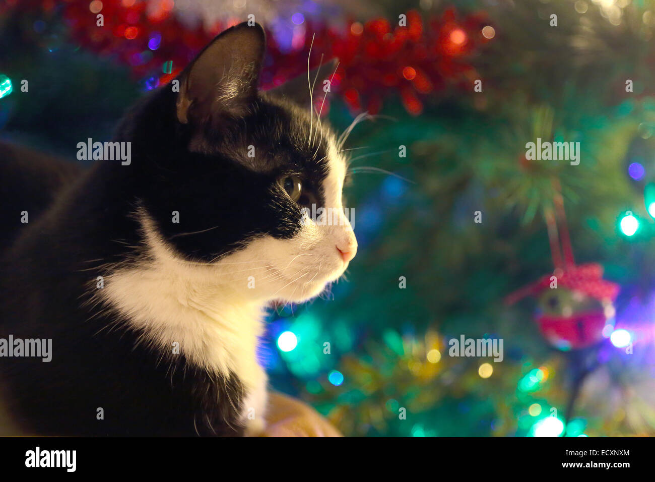 Un chat adulte noir et blanc est assis devant un arbre de Noël décoré de pins avec des lumières et des bulles Banque D'Images