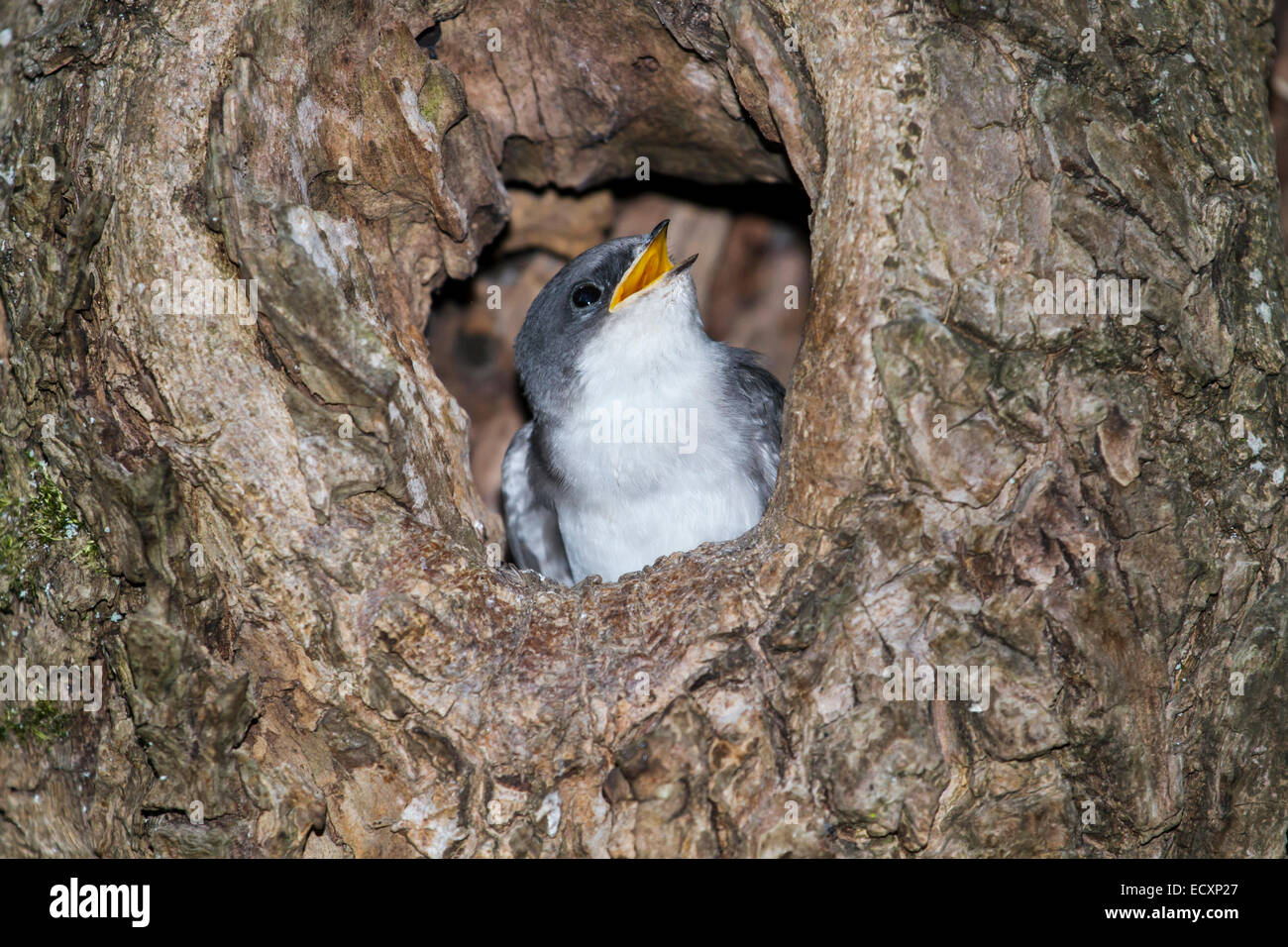 Arbre Genealogique Bebe Avaler Une Pointe Hors Du Nid Photo Stock Alamy