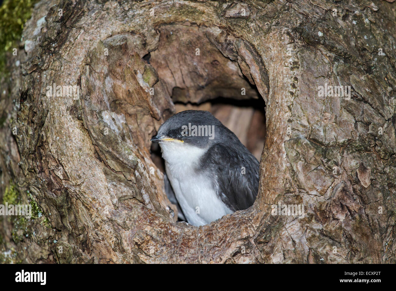 Arbre Genealogique Bebe Avaler Une Pointe Hors Du Nid Photo Stock Alamy