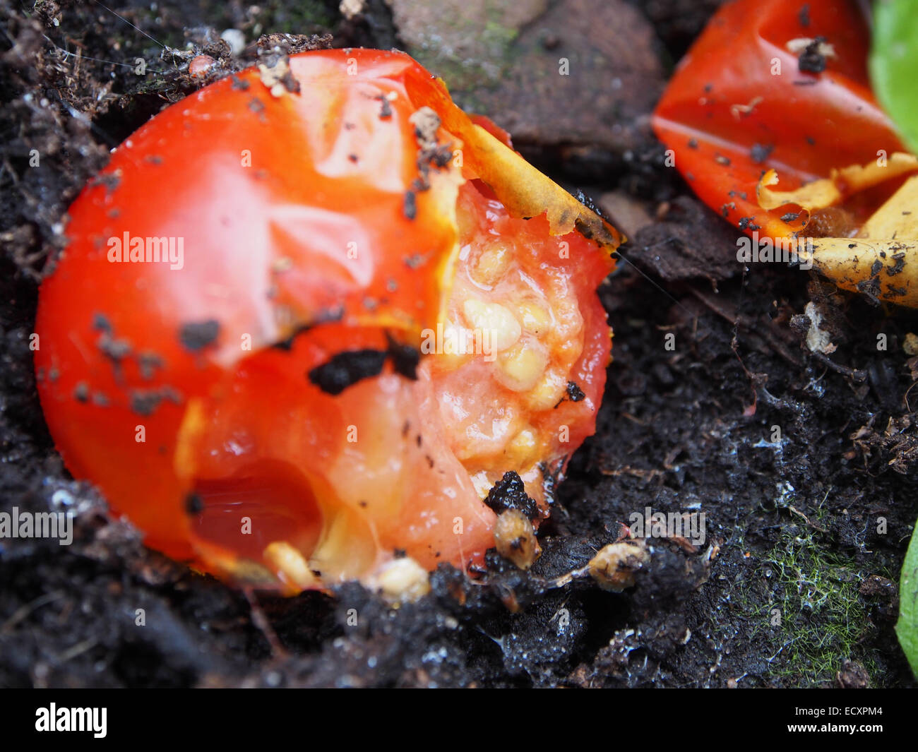 Les tomates sur le sol à moitié mangé par les limaces et les insectes Banque D'Images