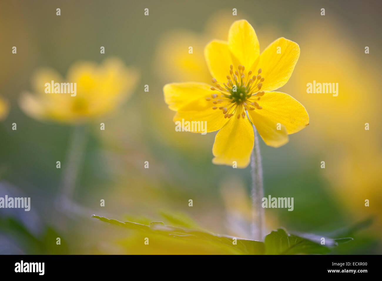 L'anémone jaune, jaune ou l'anémone des bois anémone renoncule, latin : anémone ; Gelbes Windröschen (allemand) Banque D'Images