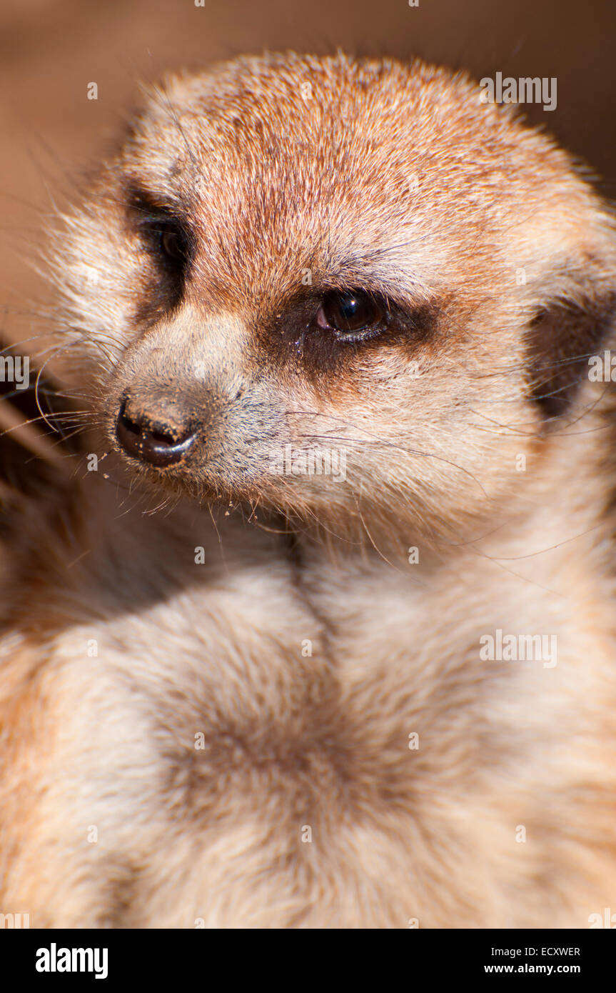 Meerkat (Suricata suricatta), du Zoo de San Diego, Balboa Park, San Diego, Californie Banque D'Images