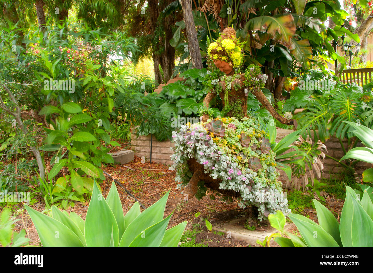 Topiary, San Diego Botanic Garden, Encinitas, en Californie Banque D'Images