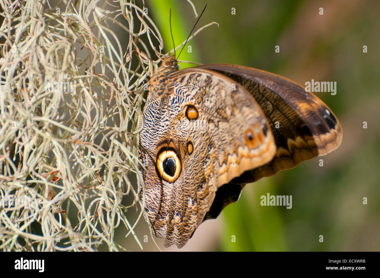 Chouette Caligo memnon (géant), San Diego Zoo Safari Park, San Diego County, Californie Banque D'Images