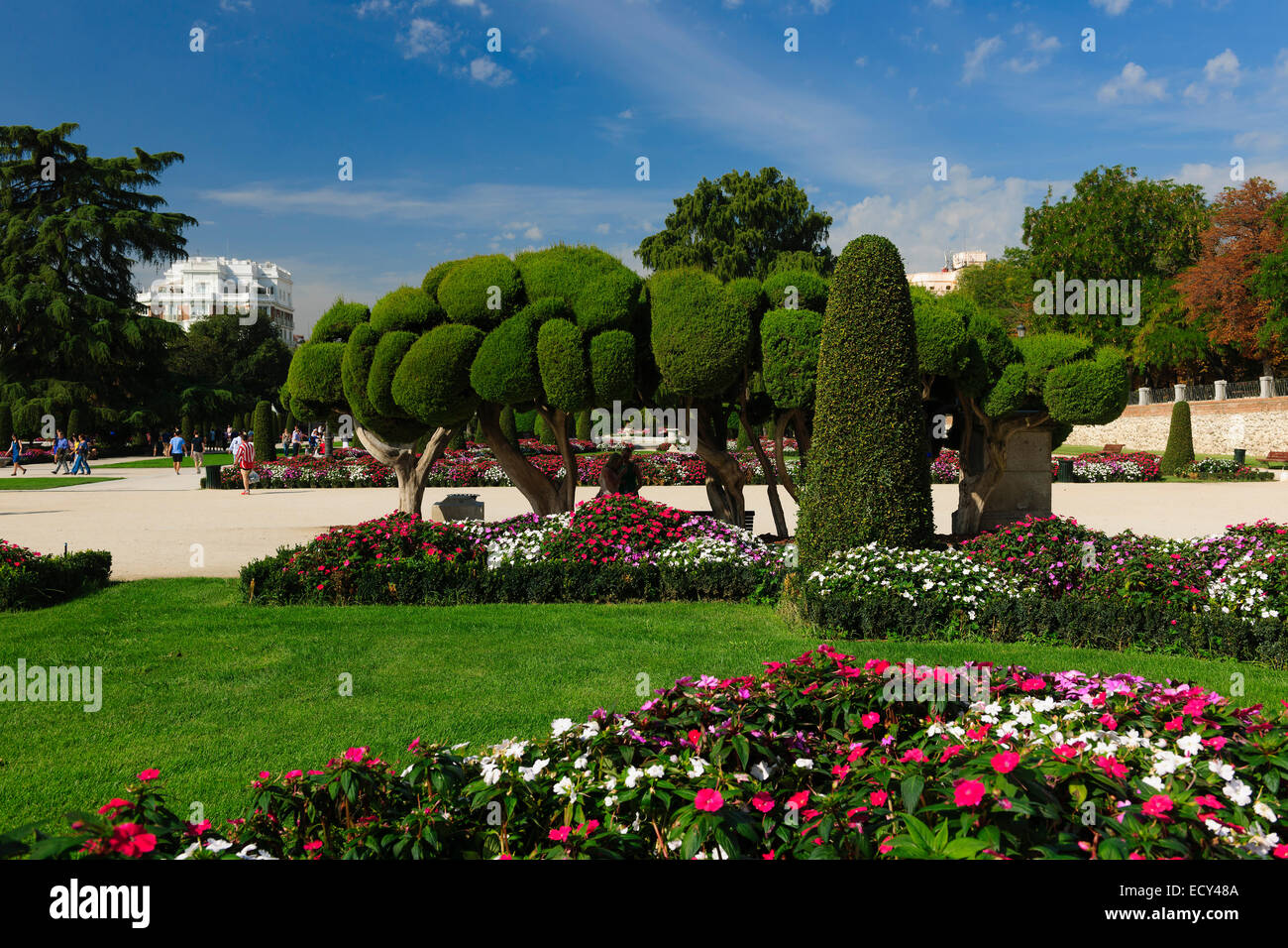 Parque del Retiro avec cyprès méditerranéen (Cupressum sempervirens), Madrid, Espagne Banque D'Images
