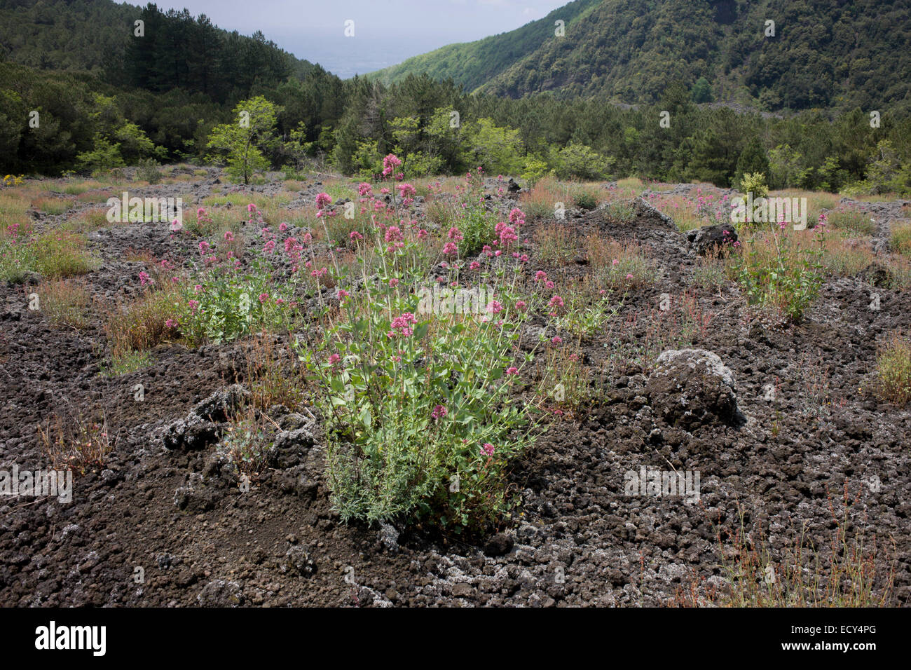 La vie des plantes croissant dans la pierre de lave sur les pentes du Vésuve en dormance, près de Naples, Italie. Banque D'Images