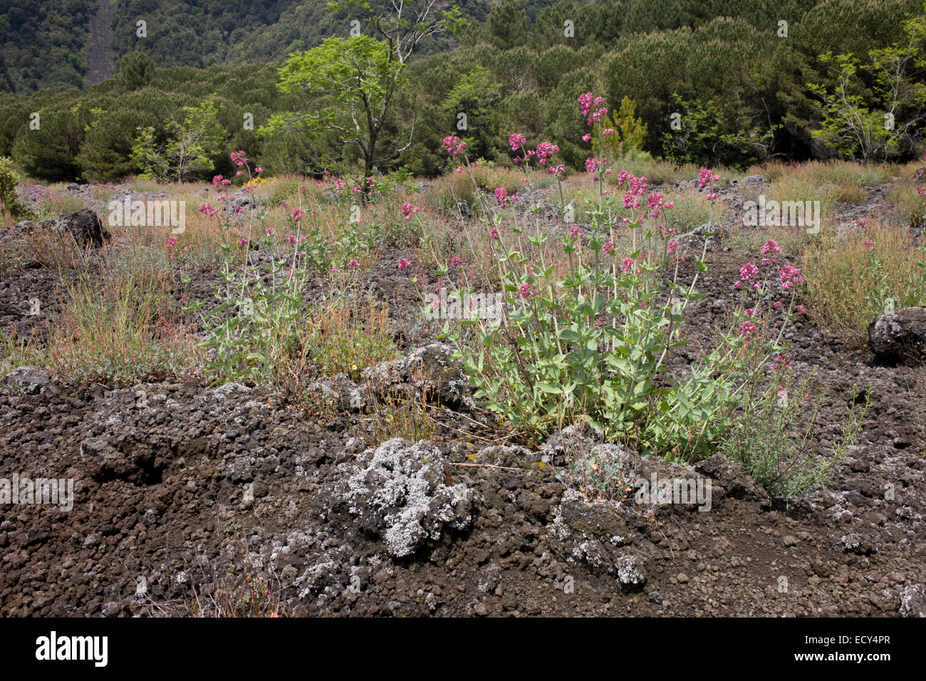 La vie des plantes croissant dans la pierre de lave sur les pentes du Vésuve en dormance, près de Naples, Italie. Banque D'Images