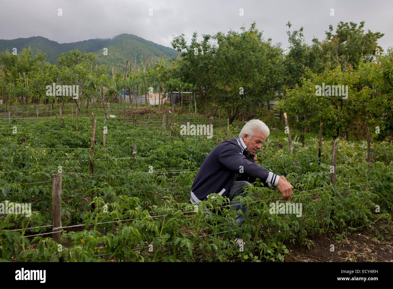 Agriculteur local tend les cultures dans un champ fertile sur sa petite exploitation, situé sur les pentes du Vésuve Banque D'Images