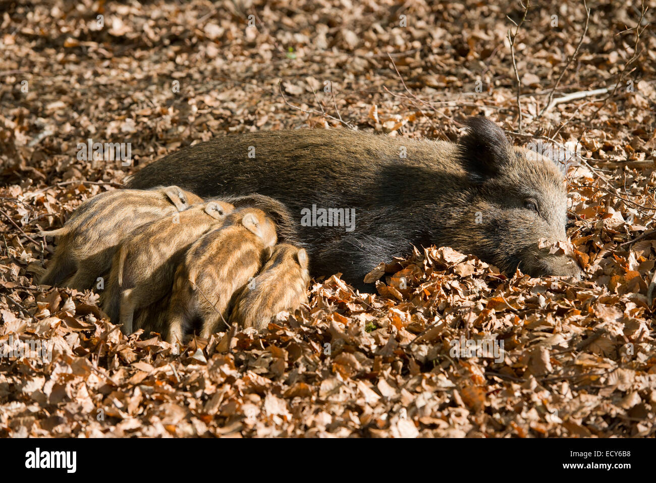 Le sanglier (Sus scrofa), sow suckling piglets, captive, Rhénanie du Nord-Westphalie, Allemagne Banque D'Images