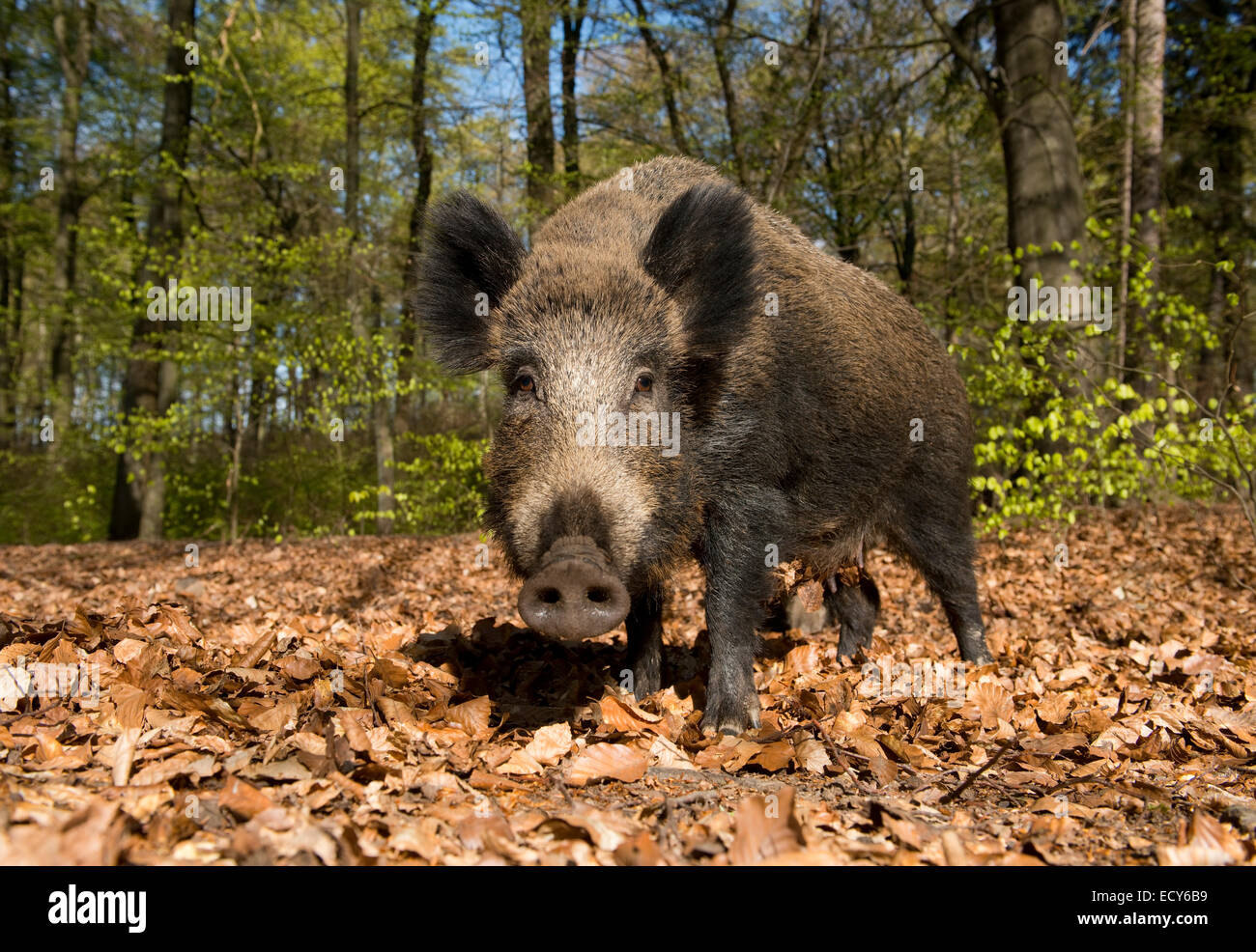 Le sanglier (Sus scrofa), semer dans une forêt au printemps, captive, Rhénanie du Nord-Westphalie, Allemagne Banque D'Images