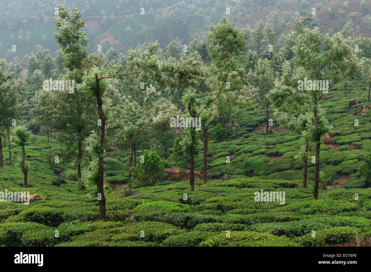 Kerala, Inde - plantation de thé près de Munnar, dans l'Kanan Devan hills Banque D'Images