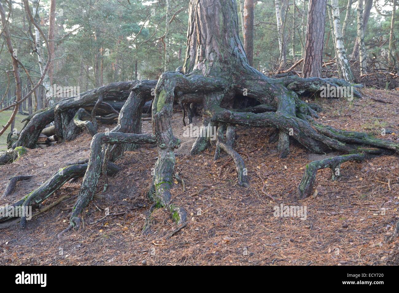 Des racines aériennes dans une forêt de pins, plantés pour arrêter une dérive du sable au cours du xixe siècle, Ystad, en Suède Banque D'Images