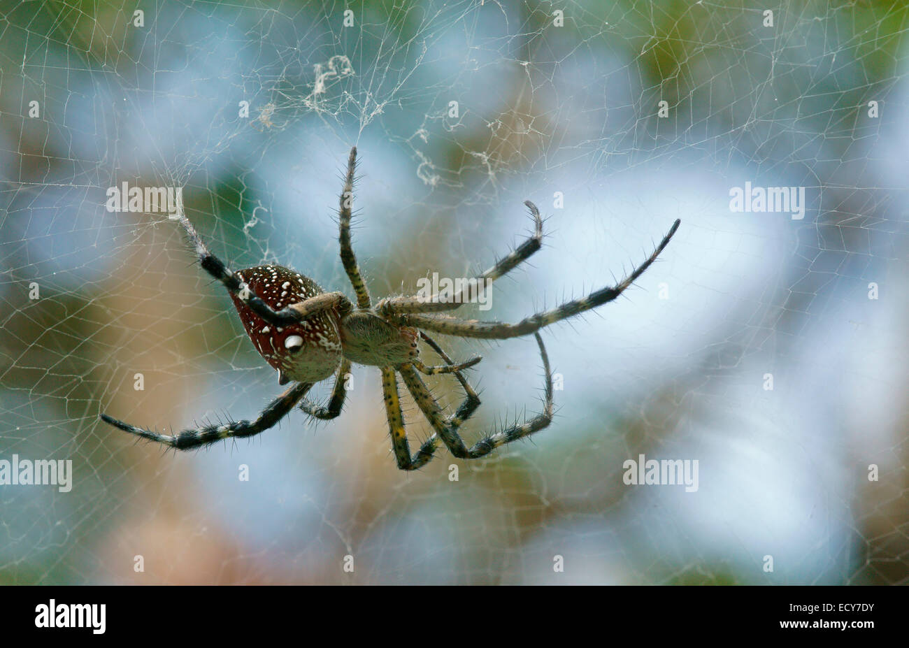 Scieries de Tent-Web minahassae Cyrtophora citricola (araignée), Indonésie Banque D'Images