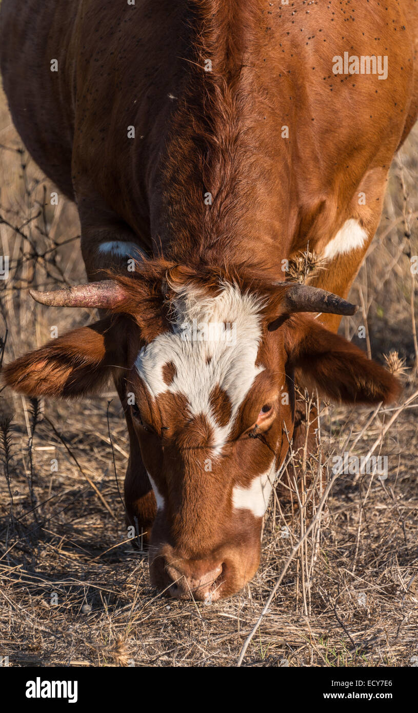 Vache brune le pâturage, Corse, France Banque D'Images