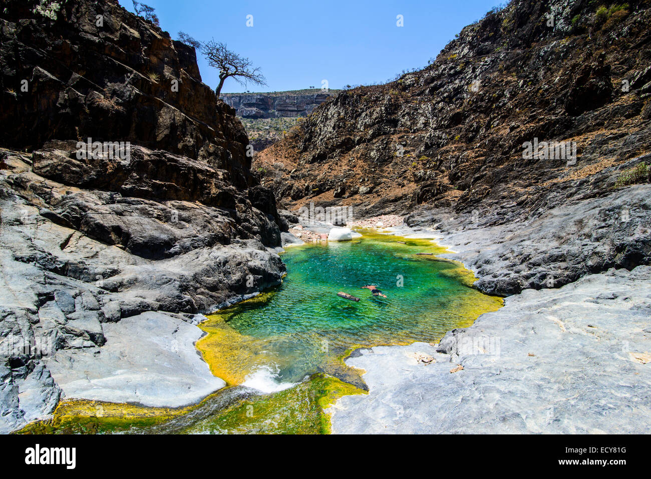 Étang vert dans une vallée au plateau Dixsam, Socotra, au Yémen Banque D'Images