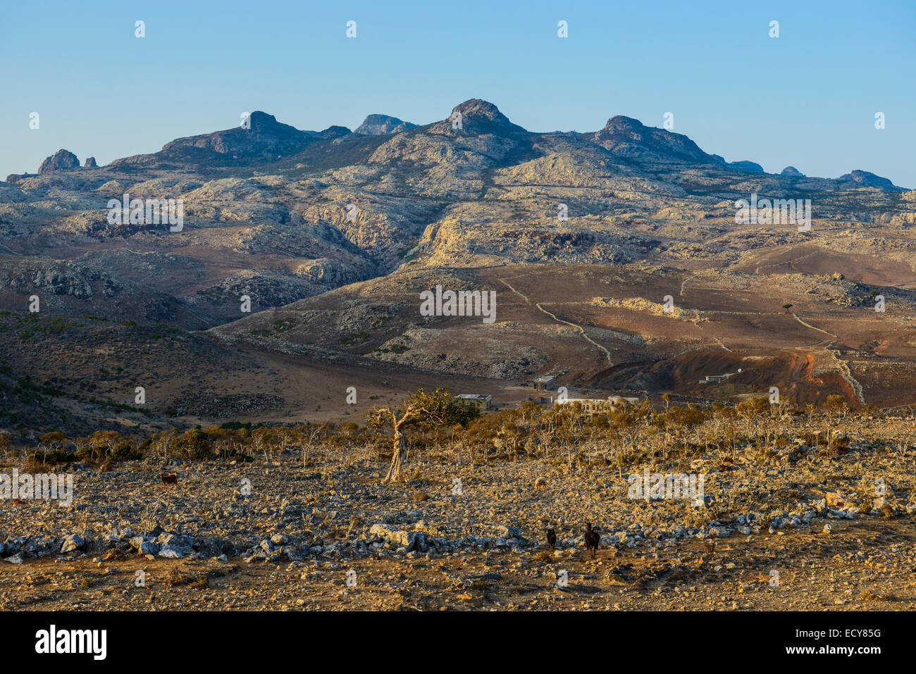 Rock géant montagnes à la plateau Dixsam, Socotra, au Yémen Banque D'Images