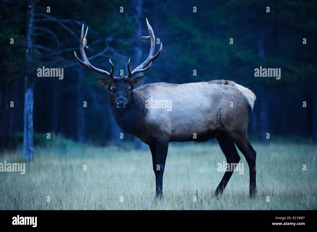 Le wapiti (Cervus canadensis), Banff National Park, Alberta, Canada Province Banque D'Images