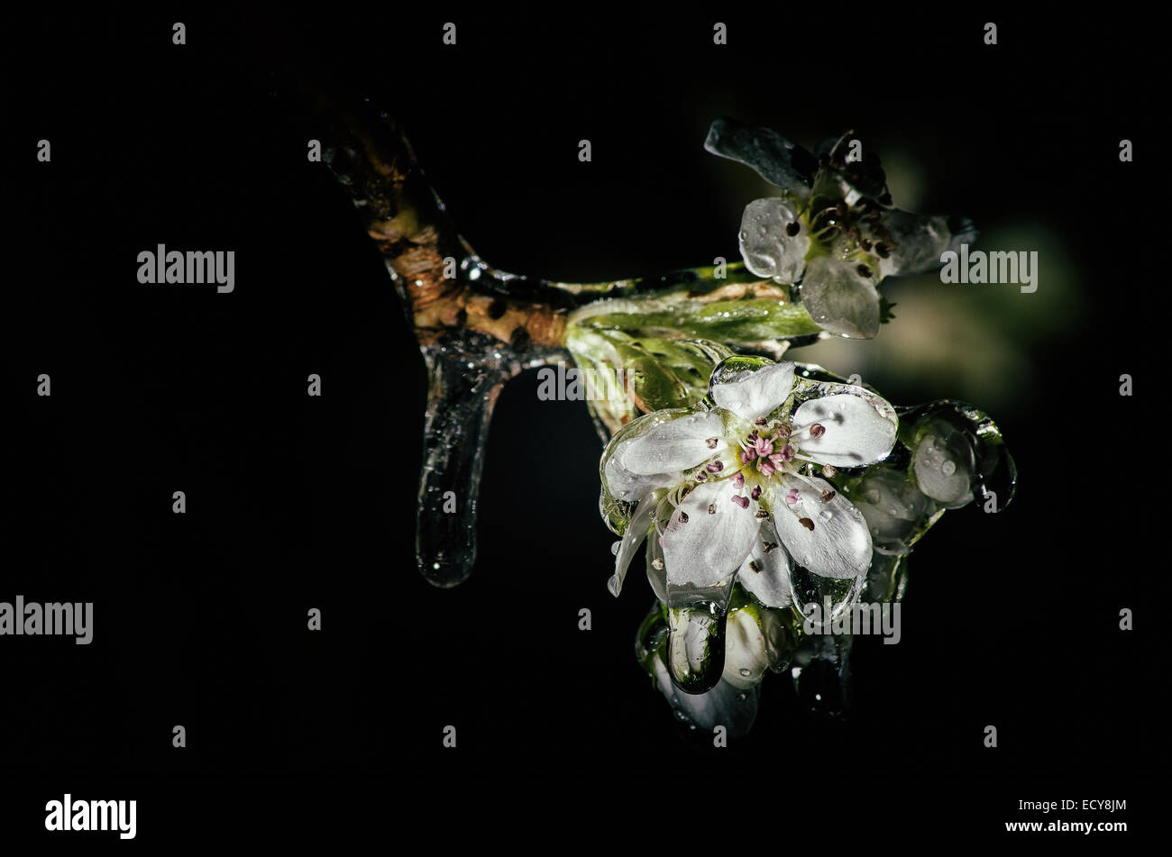 Fleurs de printemps sur un arbre couvert de glace # 2 Banque D'Images