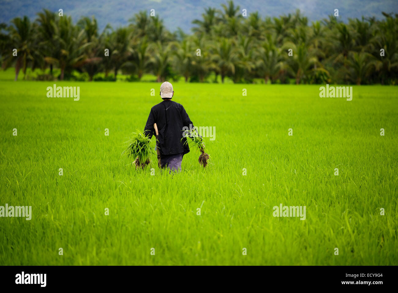 Les agriculteurs sur des terrasses de riz de l'Afrique du Luzon, Philippines Banque D'Images