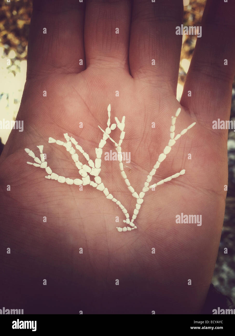 Close up of hand holding corail blanc délicat Banque D'Images