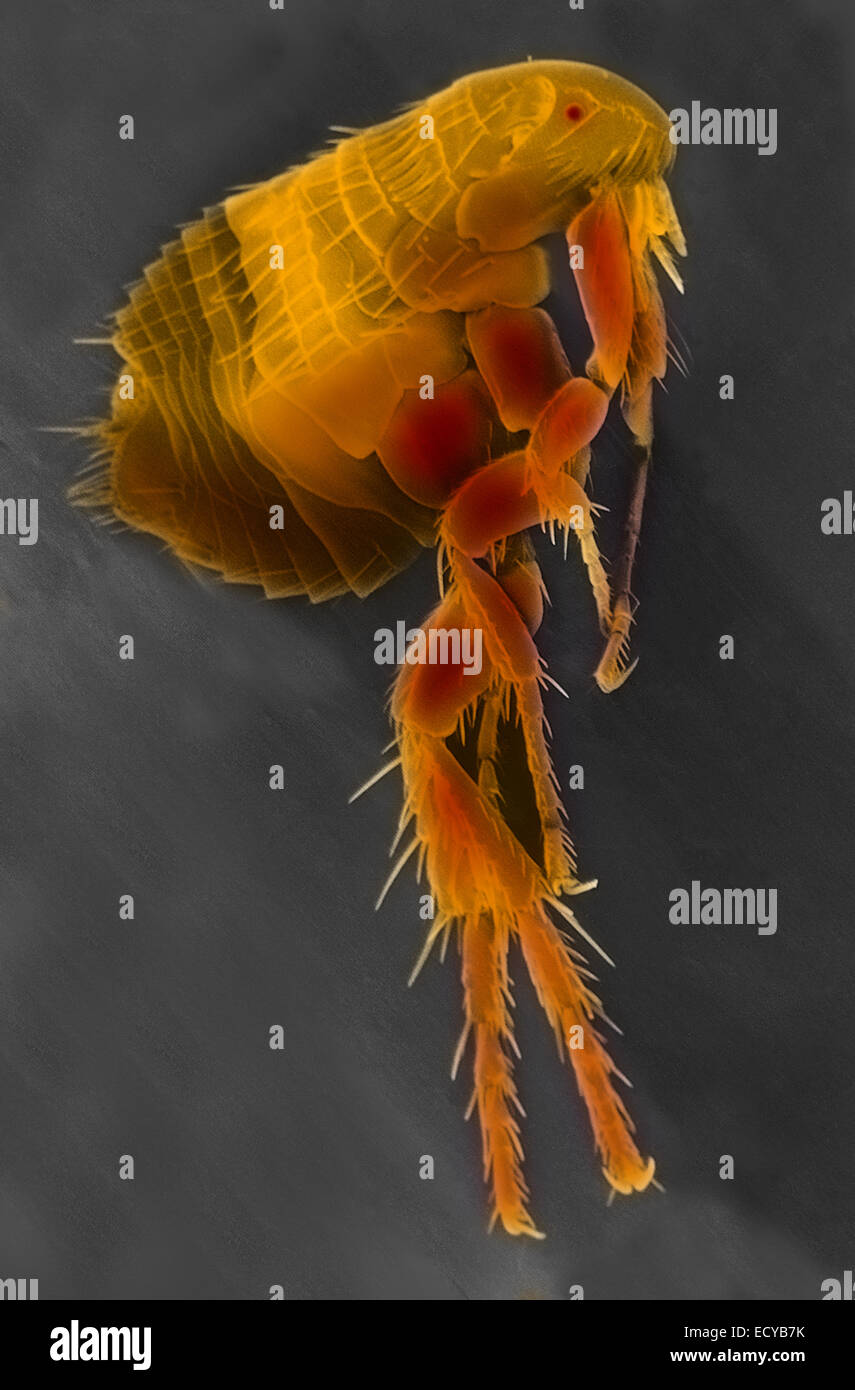 Micrographie électronique à balayage d'une puce. Banque D'Images