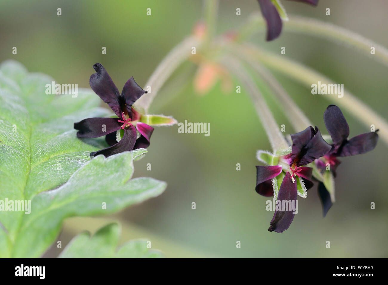 Géranium - Afrique du Sud Pelargonium sidoides plante médicinale originaire  d'Afrique du Sud Photo Stock - Alamy