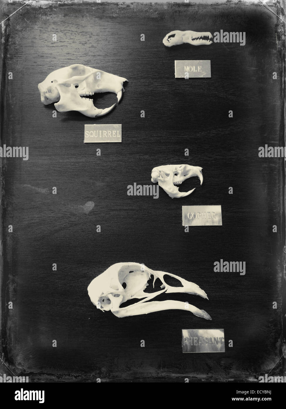 Affichage sur les crânes des animaux marqués - Image de stock capturée avec un smartphone