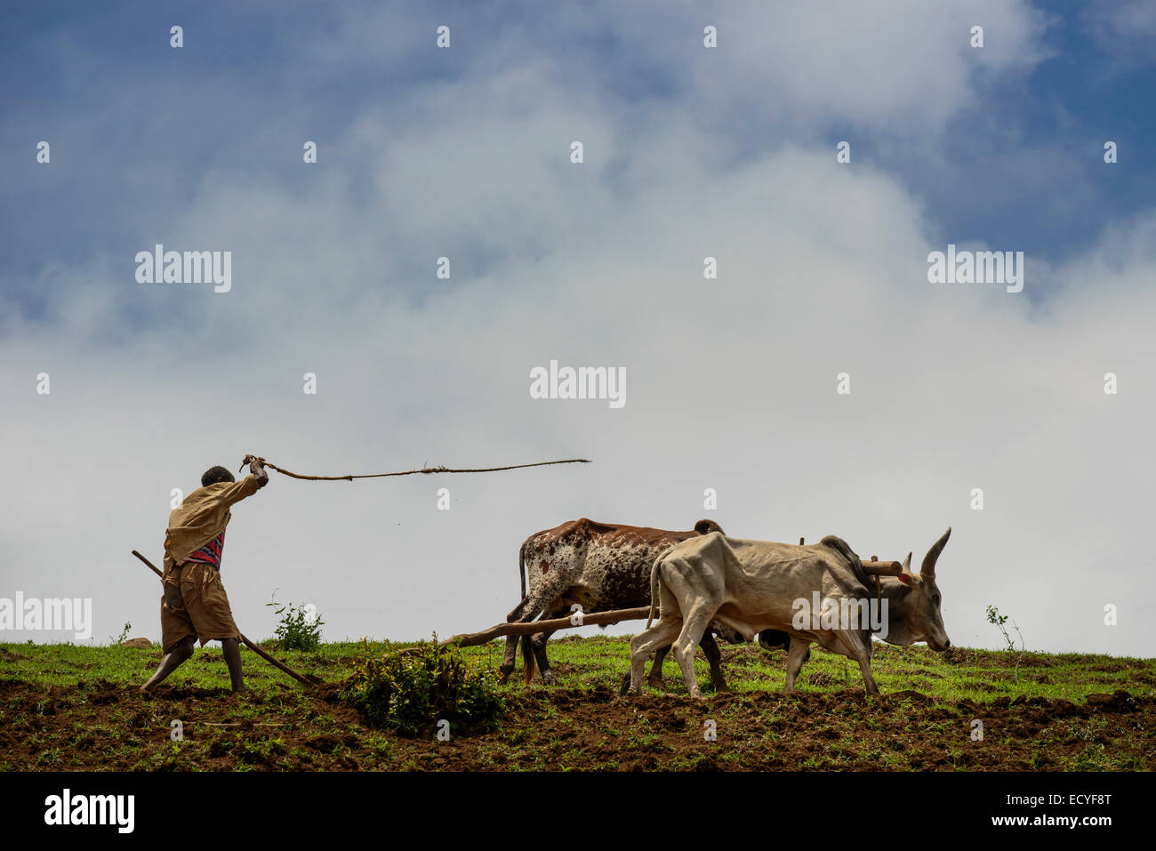Un homme Tigrayan travaillant dans son champ, l'Éthiopie, montagnes du Simien Banque D'Images