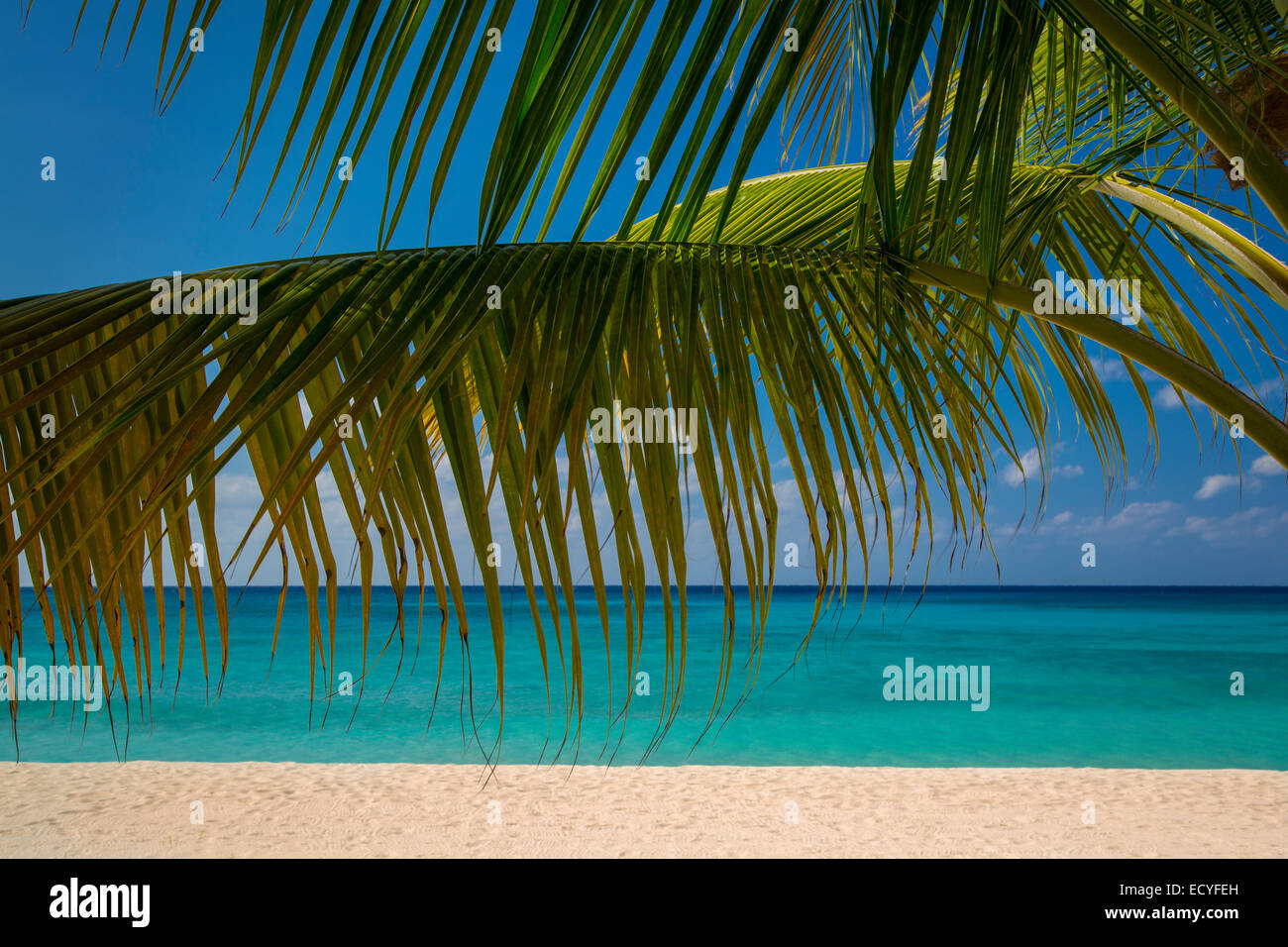Palmiers le long Seven-Mile Beach, Grand Cayman, îles Caïmans, Antilles Banque D'Images