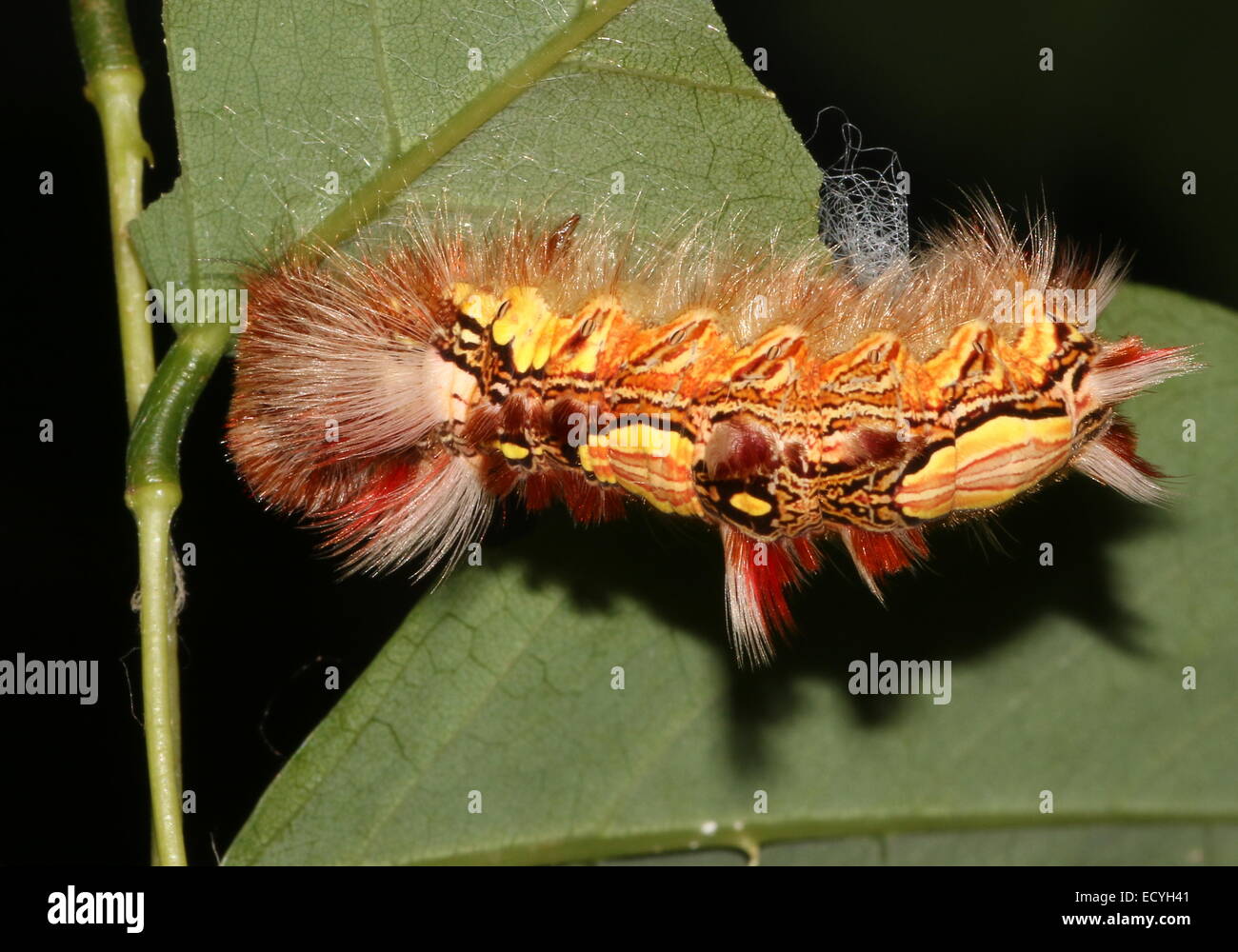 Caterpillar colorés de la côte sud-américaine ou Empereur Bleu Morpho Morpho peleides (papillon) Banque D'Images