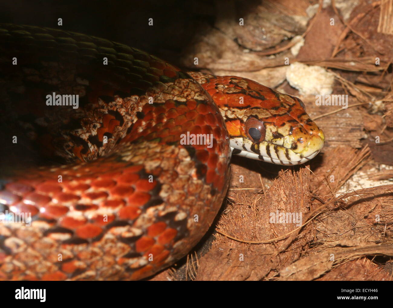 Non nord-américains de maïs (serpent venimeux Pantherophis guttatus) Banque D'Images