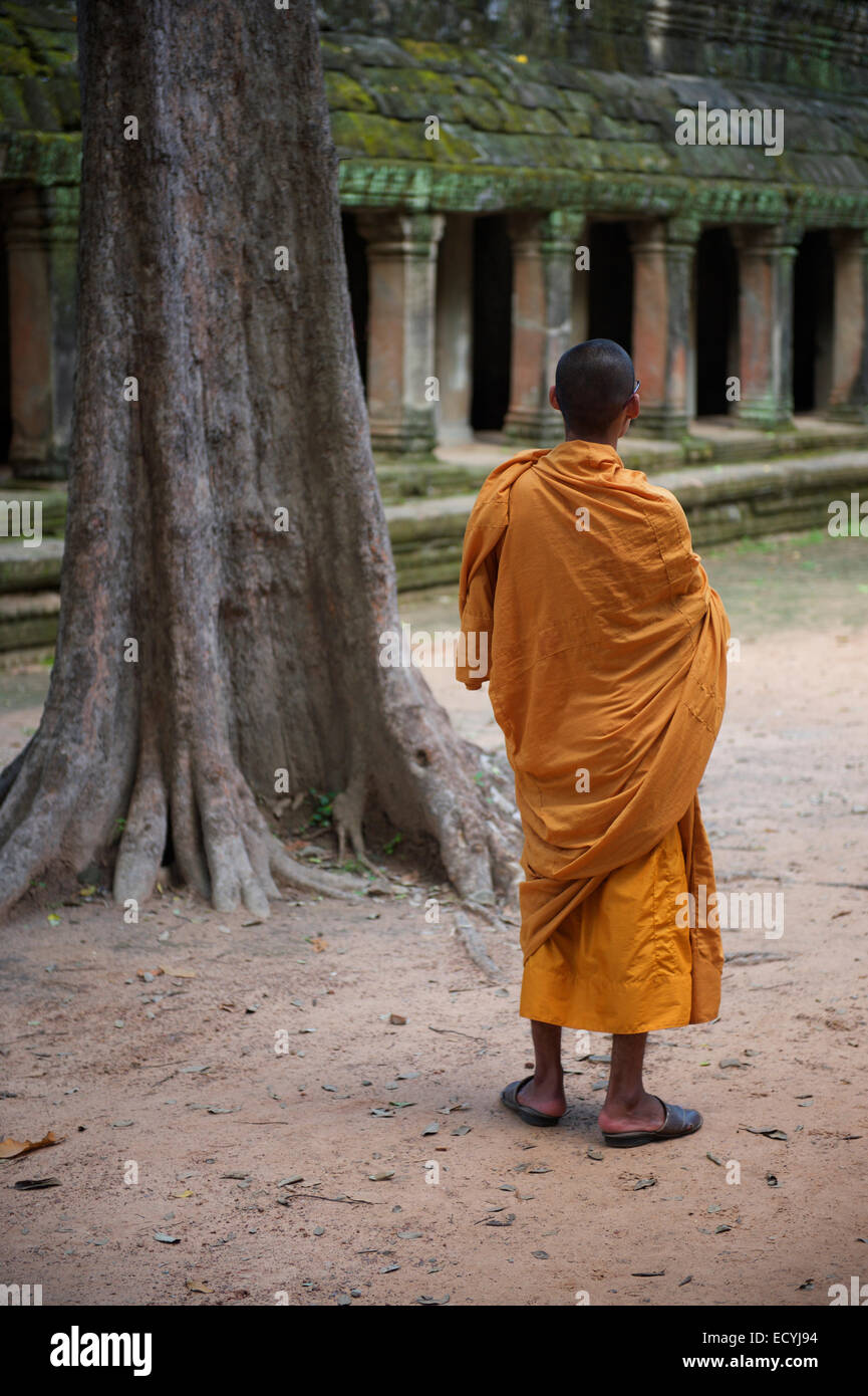 Le moine bouddhiste se trouve à côté d'un figuier étrangleur sur les fondations d'un temple à Angkor Wat Banque D'Images