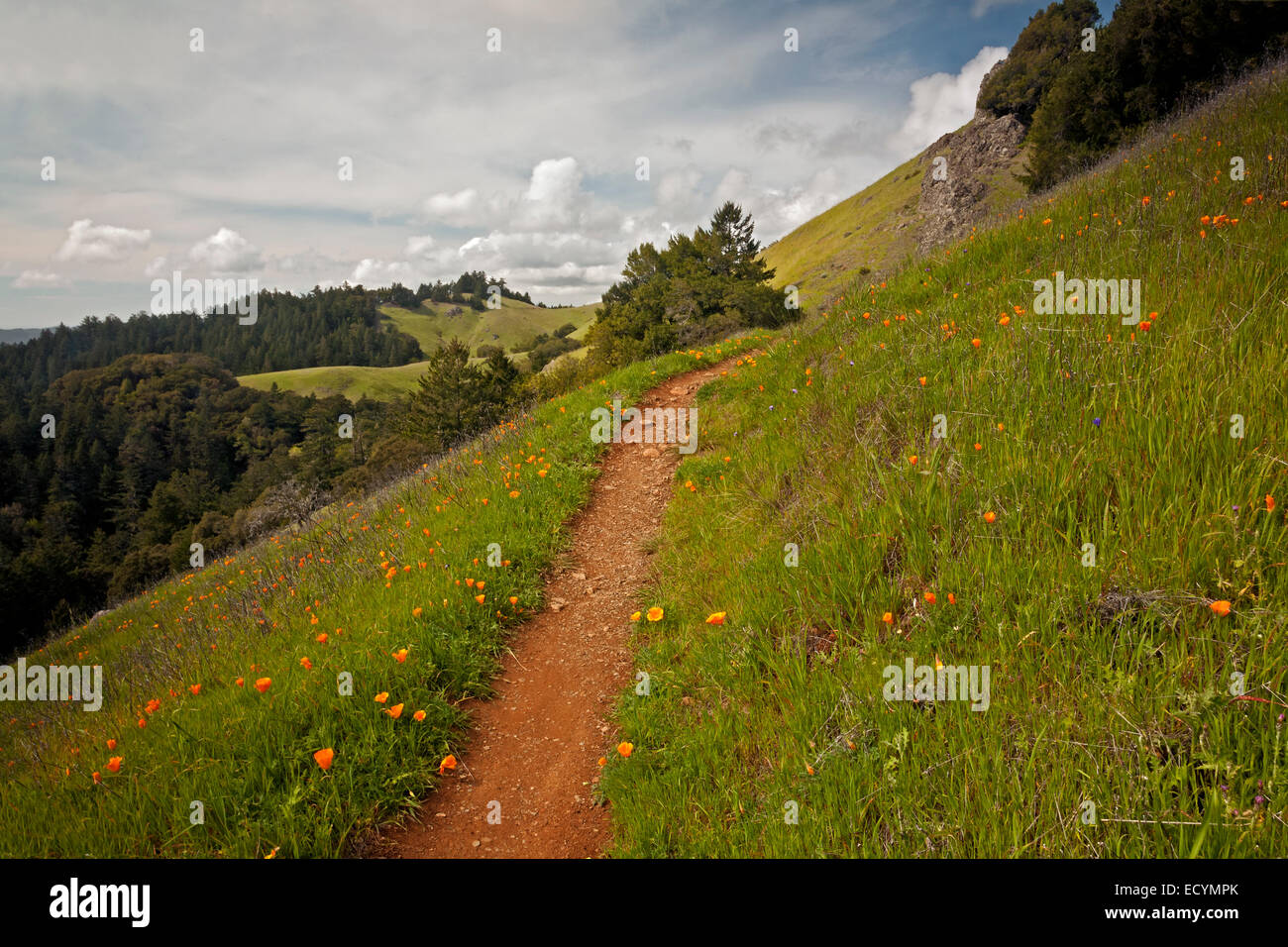 CA02596-00...CALIFORNIE - Coquelicots fleurs le long du sentier du Littoral à Mount Tamalpais State Park. Banque D'Images