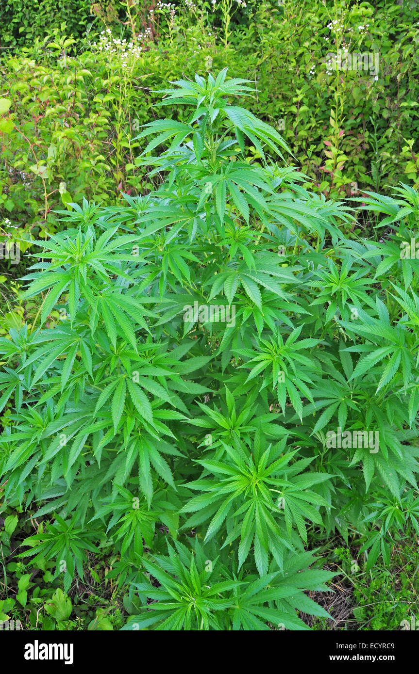 Plante de cannabis Banque D'Images