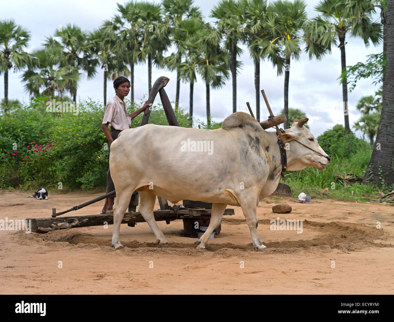 Mode de vie traditionnel des habitants de la Birmanie. L'usine de traitement coco primitif Banque D'Images