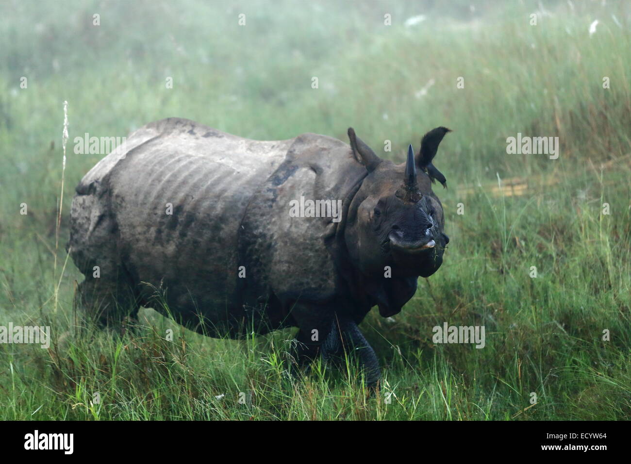 Rhinocéros indien -Rhinoceros unicornis- à l'aube dans les prairies qui bordent la rivière Rapti hors-zone tampon du parc de Chitwan N.. Banque D'Images