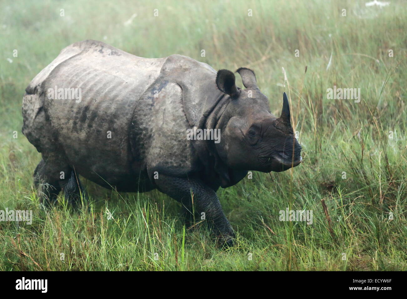 Rhinocéros indien -Rhinoceros unicornis- à l'aube dans les prairies qui bordent la rivière Rapti hors-zone tampon du parc de Chitwan N.. Banque D'Images