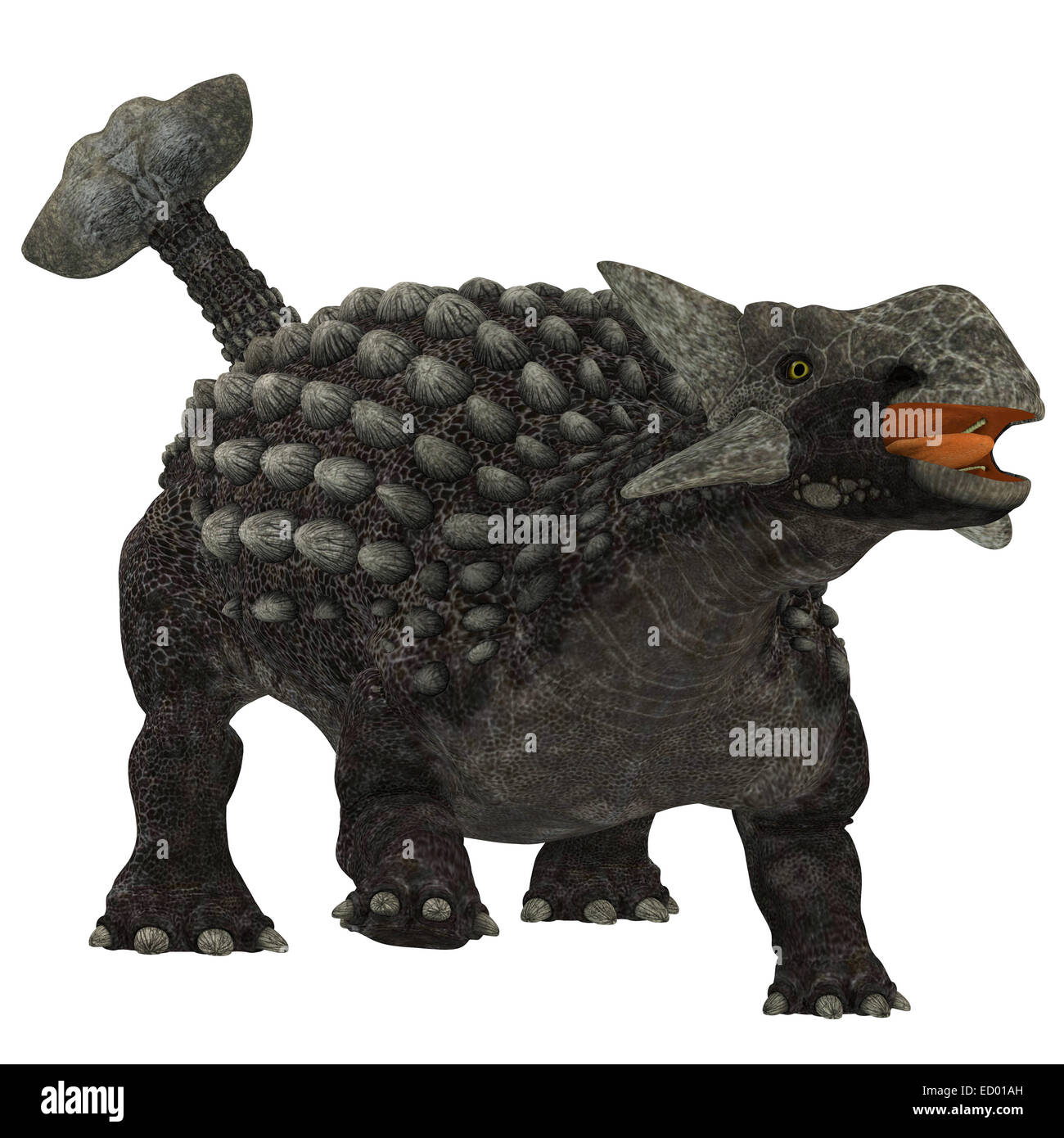 L'Ankylosaurus était un dinosaure herbivore blindées de l'ouest de l'Amérique du Nord dans l'ère du Crétacé. Banque D'Images