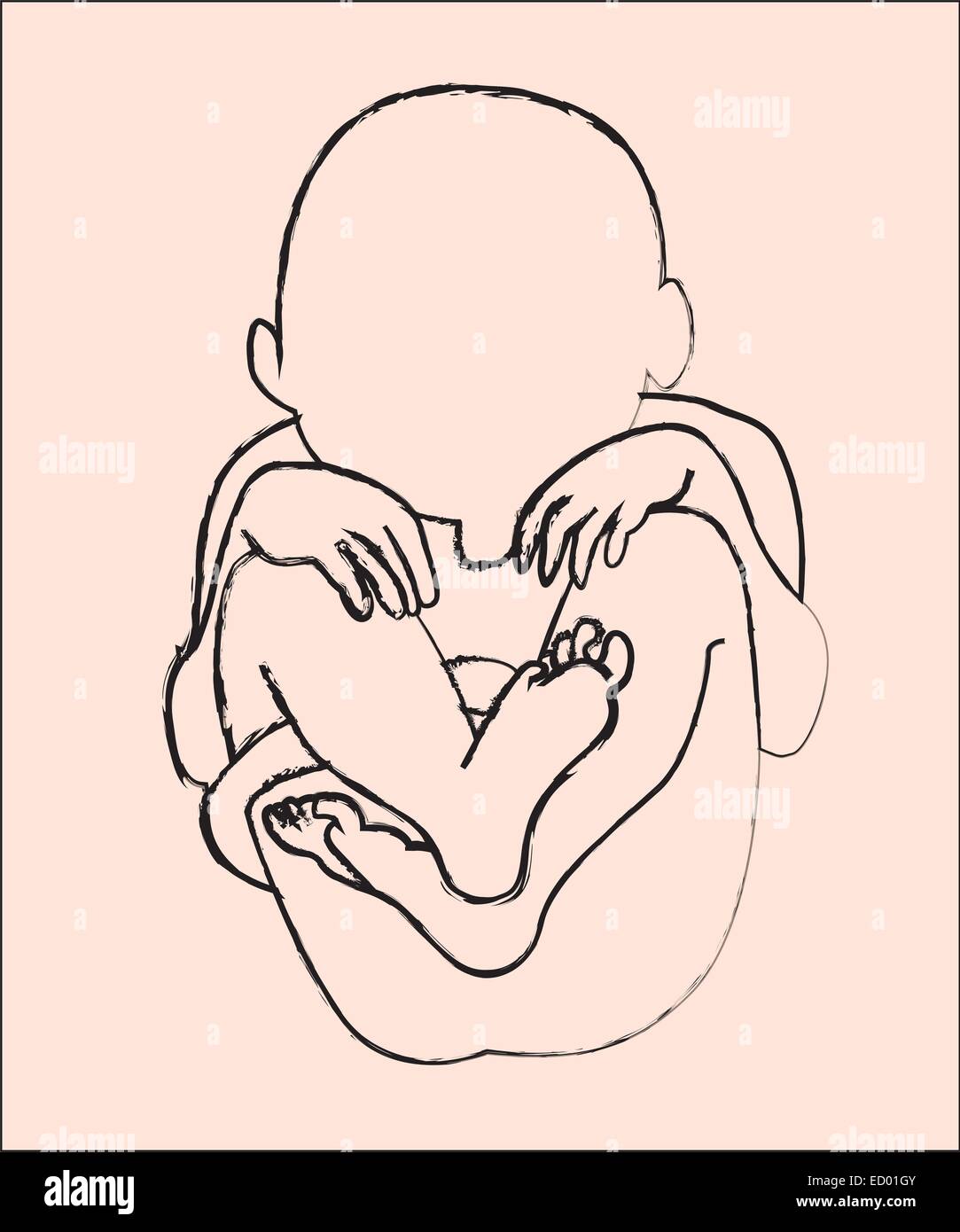 Baby In The Womb Banque D Image Et Photos Alamy Baby In The Womb Banque D Image Et Photos Alamy