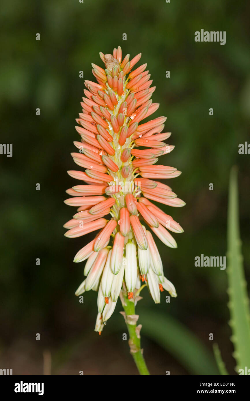 Tall spike d'abricot orange / fleurs roses de l'aloès, une plante succulente, contre fond vert sombre Banque D'Images