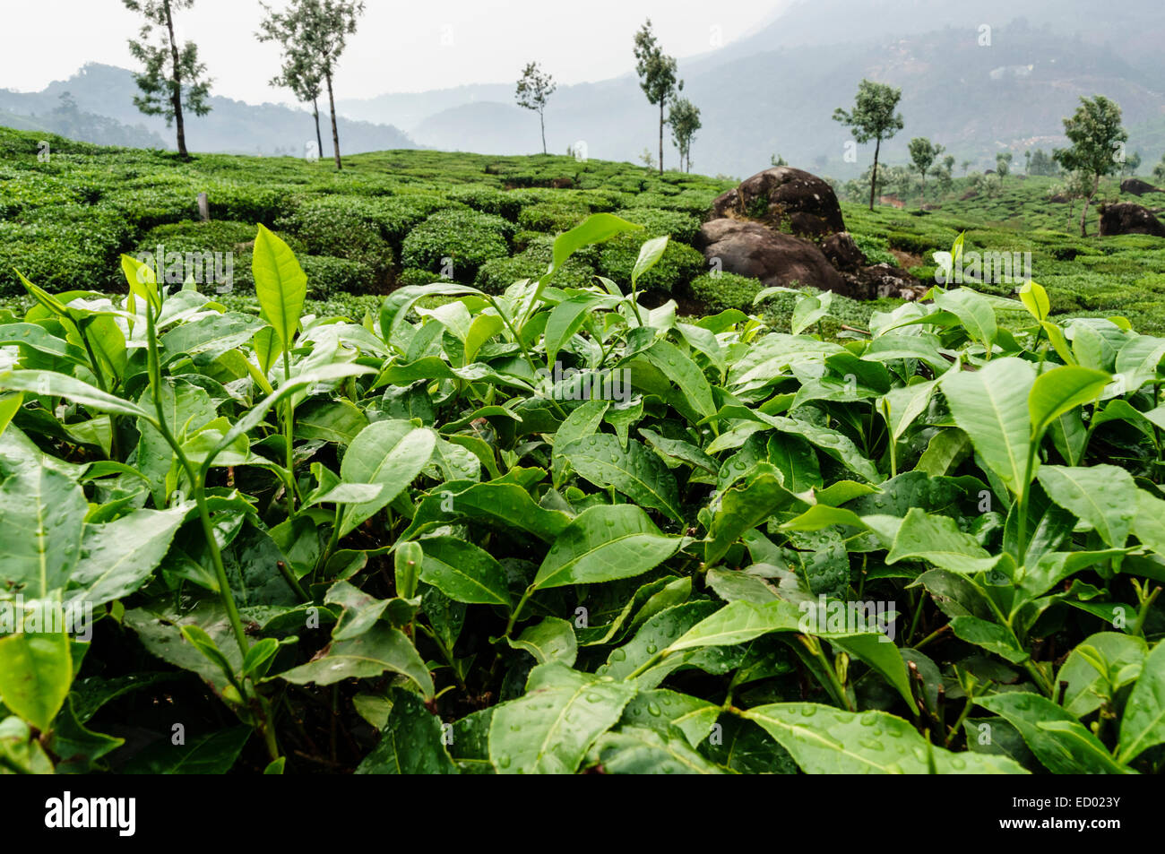 Kerala, Inde - jardins de thé dans les collines près de Munnar Kanan Devan Banque D'Images