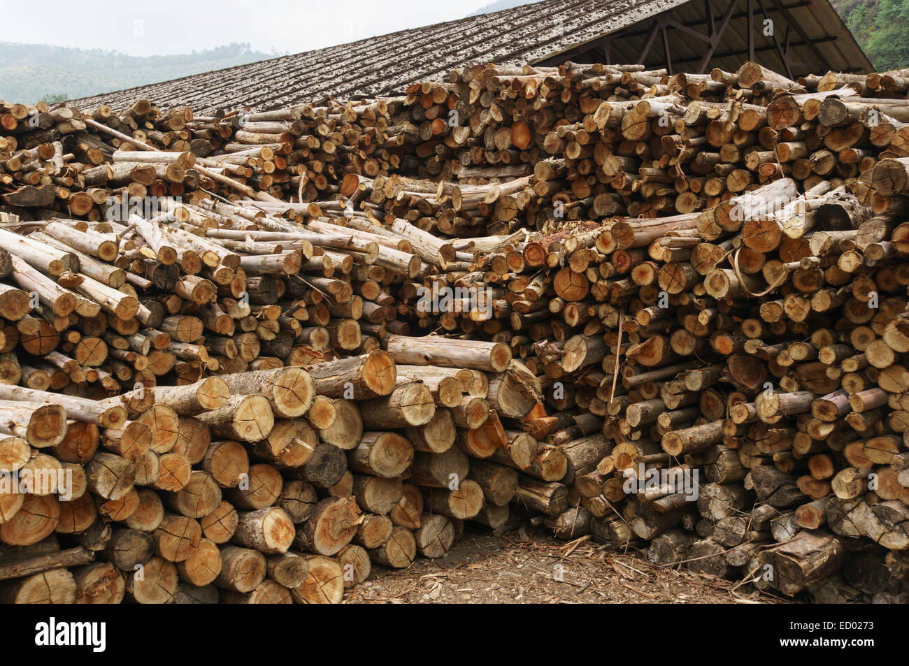 Kerala, Inde - rubberwood sciage empilées pour sécher pour utilisation comme combustible pour les fours à air chaud pour la production de thé sec Banque D'Images