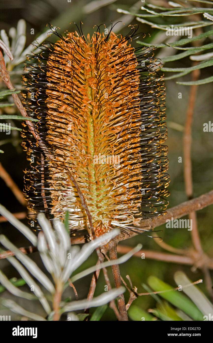 Grande fleur noire & orange cylindrique de Banksia Banksia spinulosa, épingle, avec feuillage en forêt en NSW Australie Banque D'Images