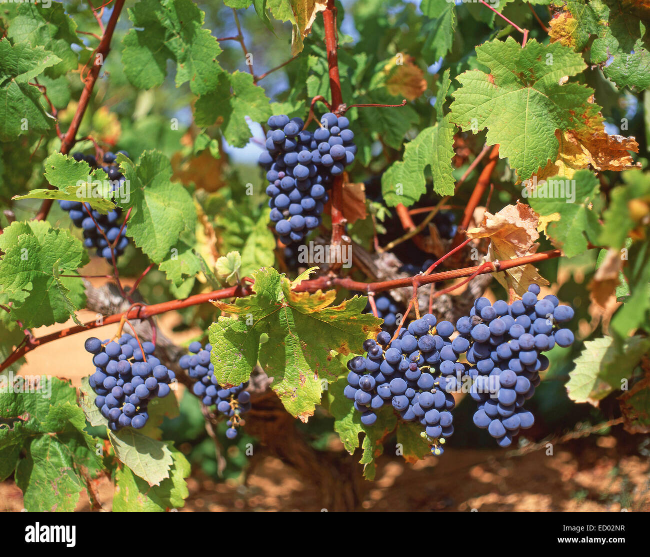 Les raisins rouges sur des vignes, Cala San Vincente, Ibiza, Baléares, Espagne Banque D'Images