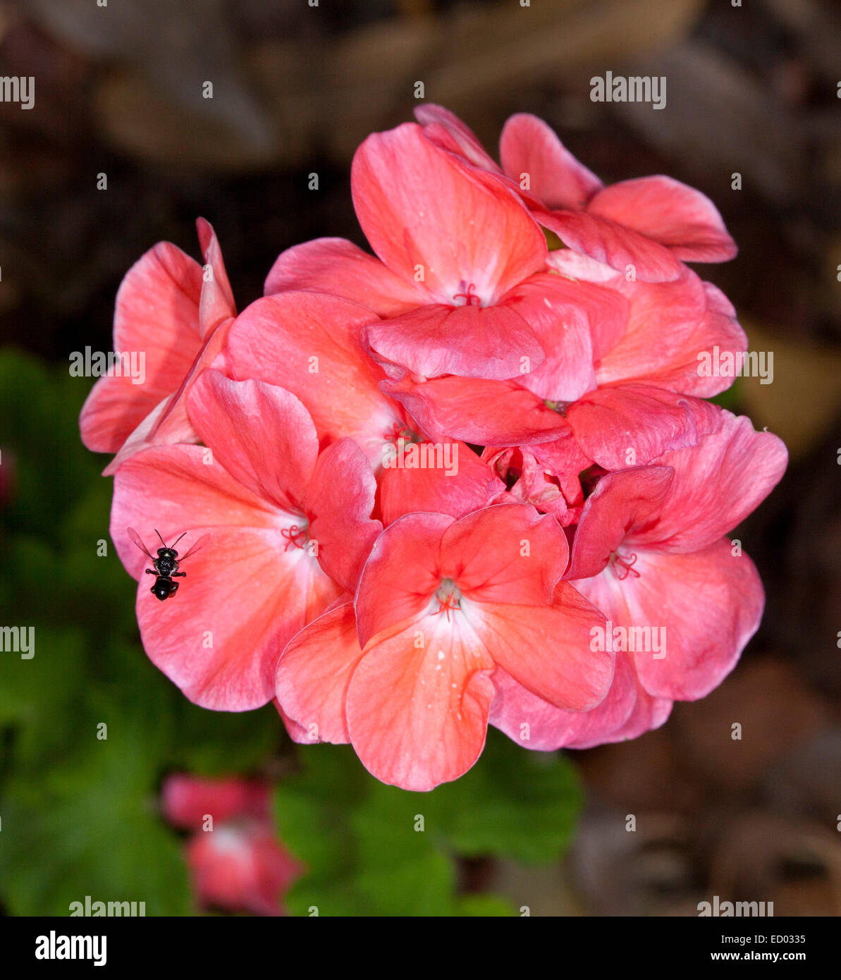 Grappe de fleurs rose vif magnifique abricot de géranium sur un fond sombre du feuillage - avec des pétales sur les insectes Banque D'Images