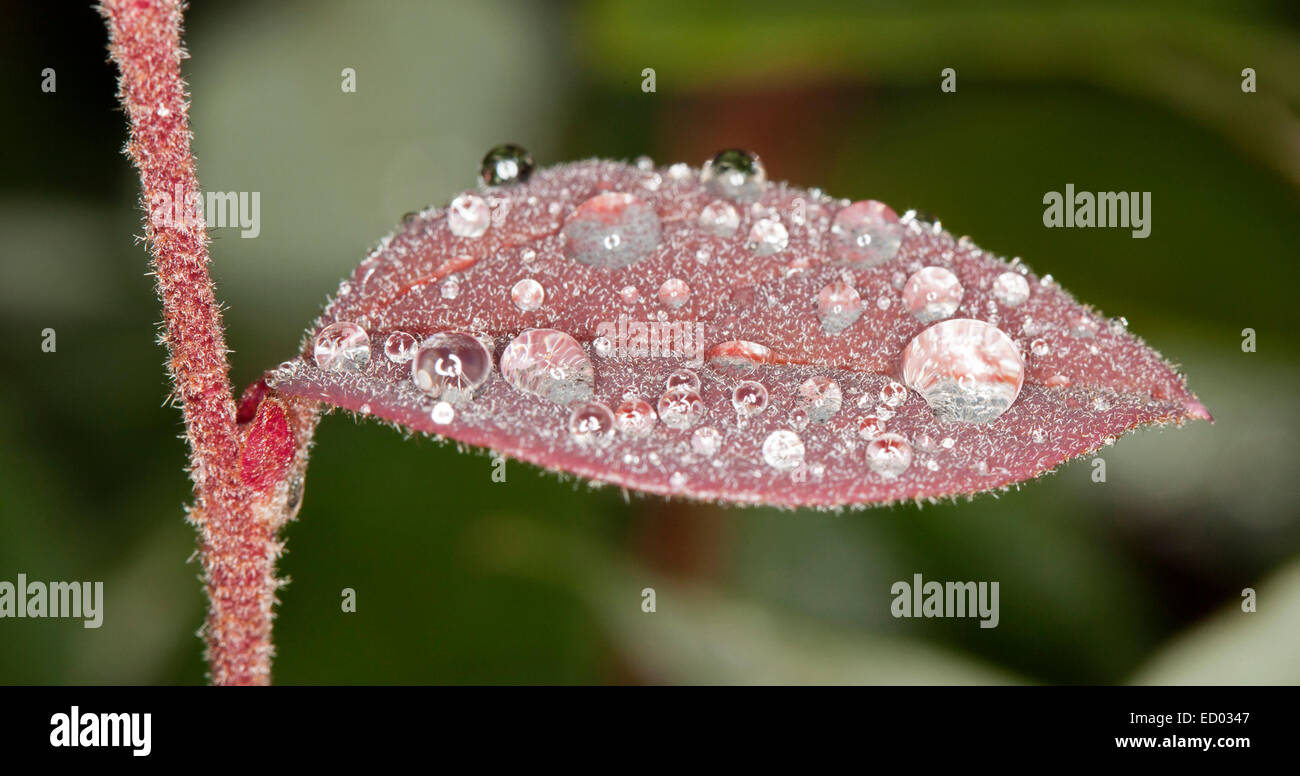 Feuille rouge poilue de Loropetalum chinensis, fringe fleur, avec des gouttes comme des bijoux scintillants - contre le fond vert sombre Banque D'Images