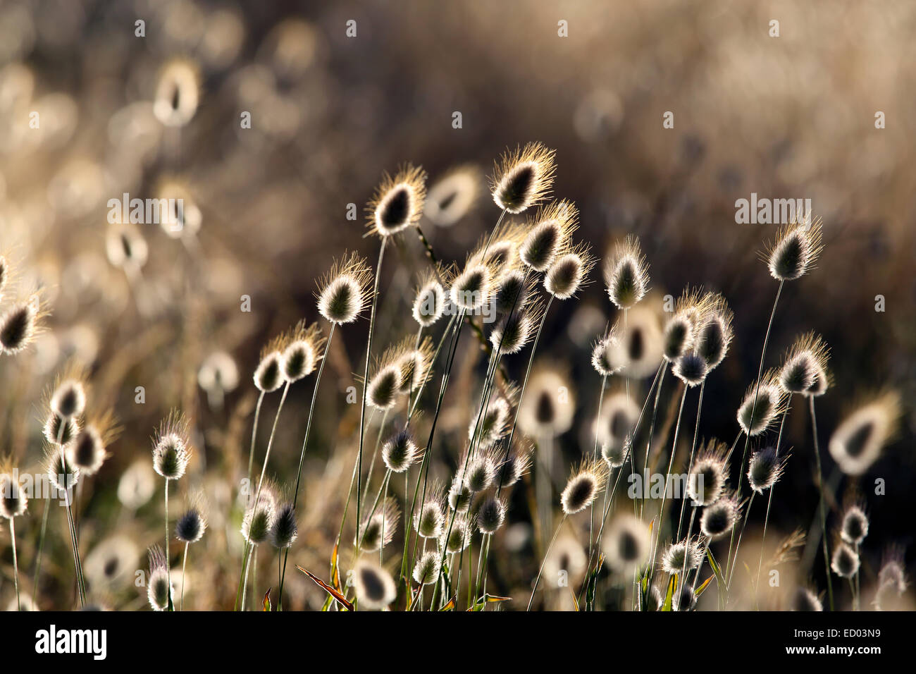 La linaigrette (Eriophorum) la floraison des plantes côtières nature background Banque D'Images