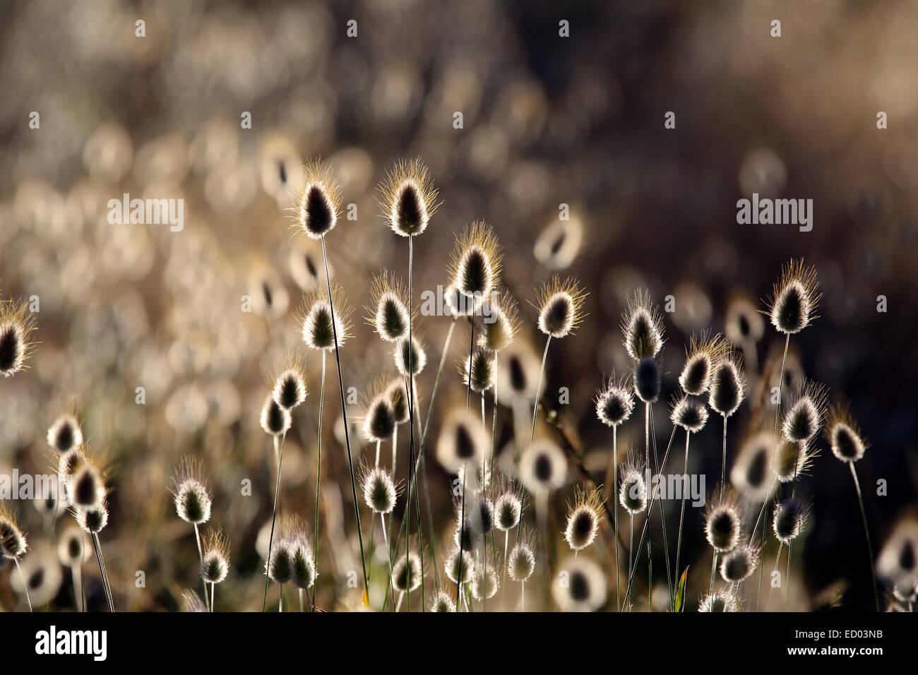 La linaigrette (Eriophorum) la floraison des plantes côtières nature background Banque D'Images